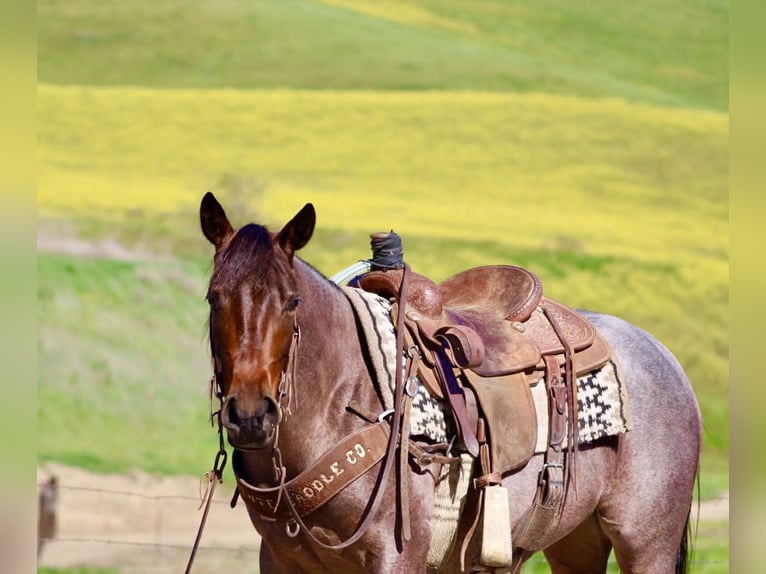 American Quarter Horse Klacz 4 lat 152 cm Gniadodereszowata in Tres Pinos