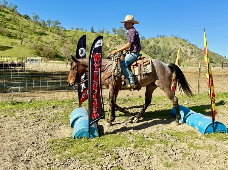 American Quarter Horse Klacz 4 lat 152 cm Gniadodereszowata in Tres Pinos