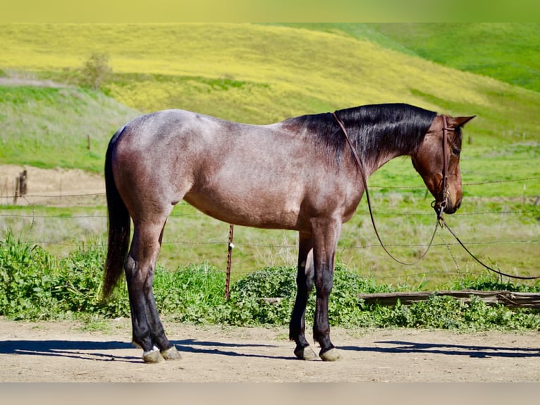 American Quarter Horse Klacz 4 lat 152 cm Gniadodereszowata in Tres Pinos