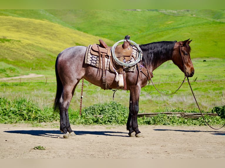 American Quarter Horse Klacz 4 lat 152 cm Gniadodereszowata in Tres Pinos