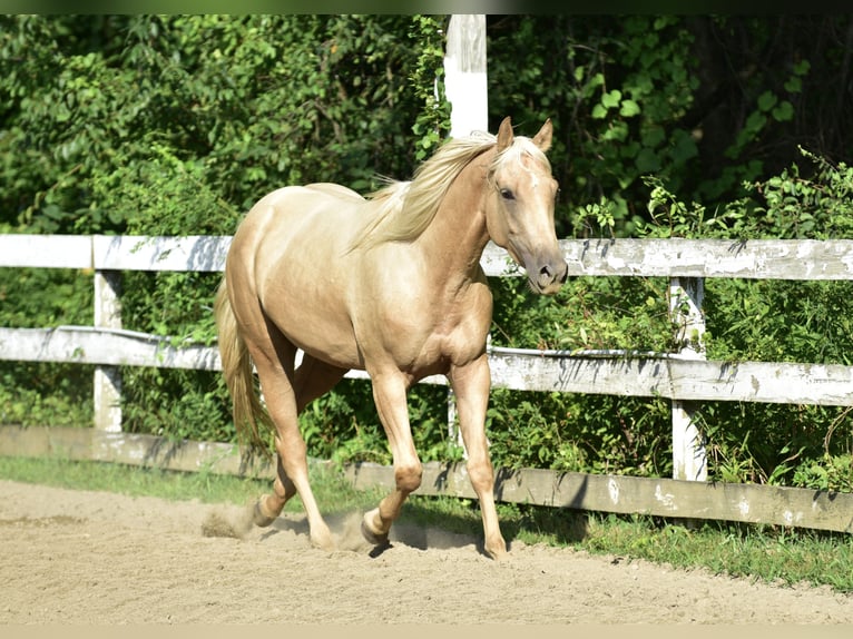 American Quarter Horse Klacz 4 lat 152 cm Izabelowata in Warwick