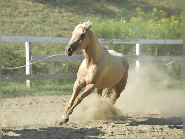 American Quarter Horse Klacz 4 lat 152 cm Izabelowata in Warwick
