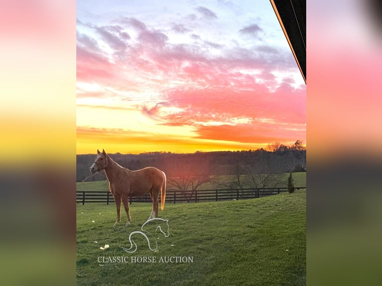 American Quarter Horse Klacz 4 lat 152 cm Izabelowata in Lawrenceburg, KY