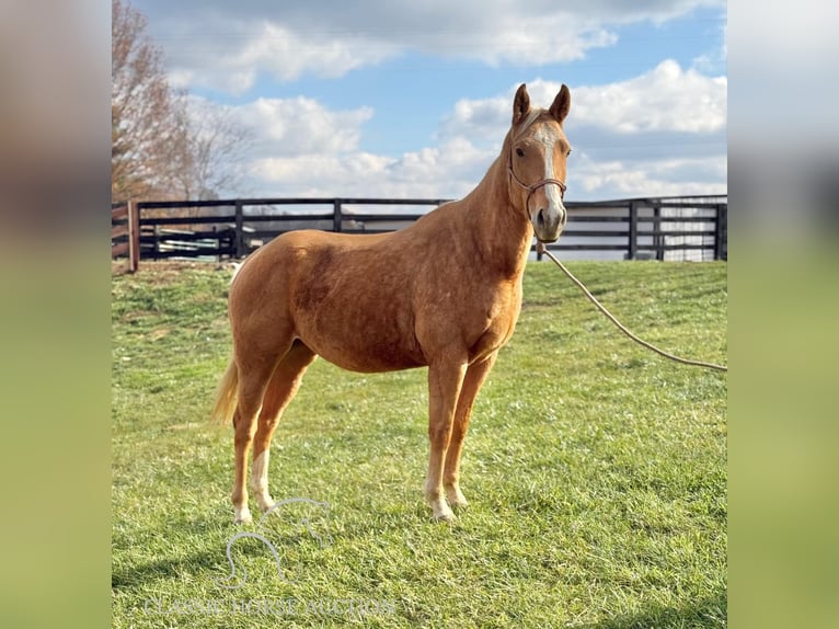 American Quarter Horse Klacz 4 lat 152 cm Izabelowata in Lawrenceburg, KY