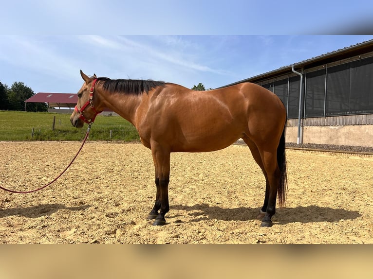 American Quarter Horse Klacz 4 lat 152 cm Jelenia in WipperfürthWipperfürth