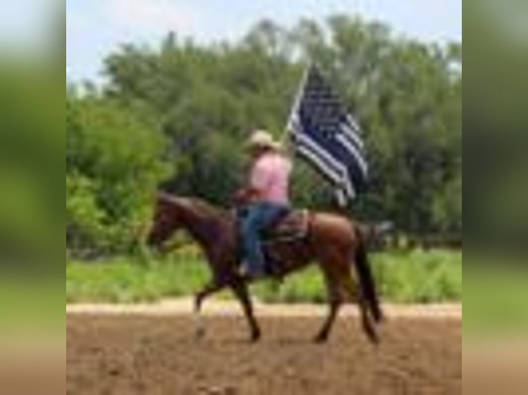 American Quarter Horse Klacz 4 lat 152 cm Jelenia in Stephenville TX