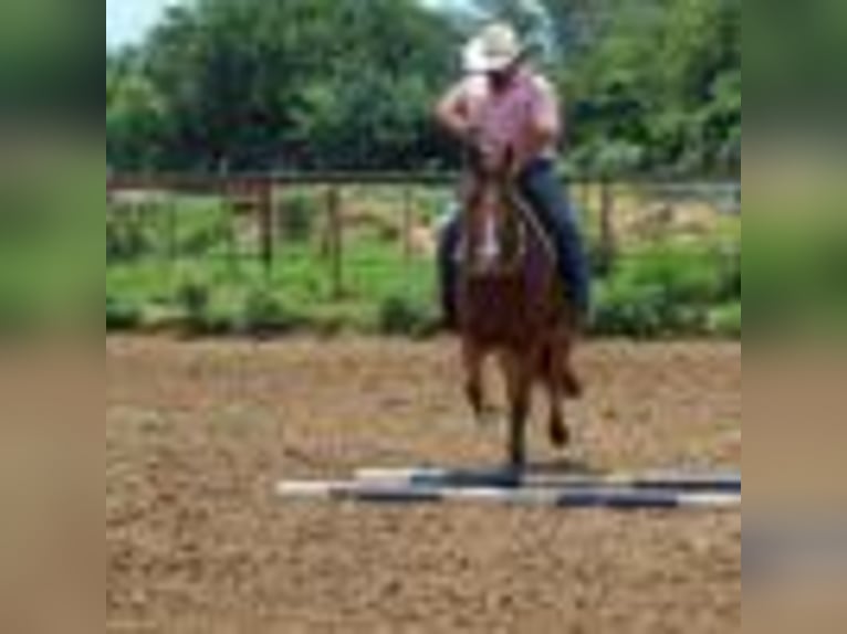 American Quarter Horse Klacz 4 lat 152 cm Jelenia in Stephenville TX
