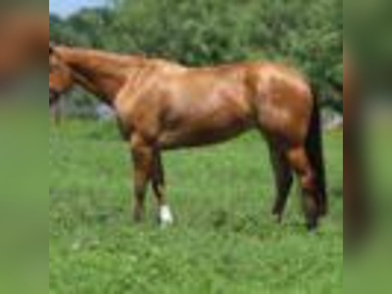 American Quarter Horse Klacz 4 lat 152 cm Jelenia in Stephenville TX
