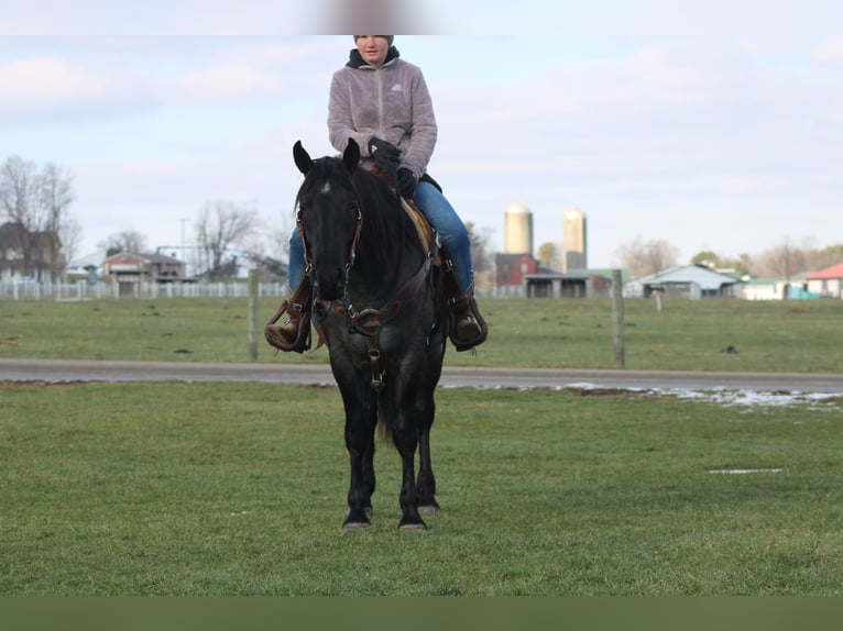 American Quarter Horse Mix Klacz 4 lat 152 cm Karodereszowata in Millersburg