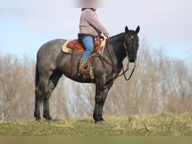 American Quarter Horse Mix Klacz 4 lat 152 cm Karodereszowata in Millersburg