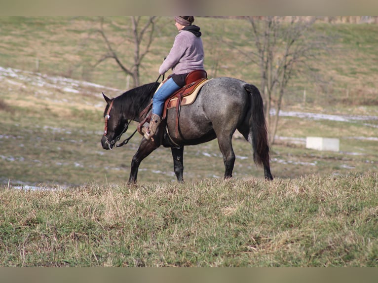 American Quarter Horse Mix Klacz 4 lat 152 cm Karodereszowata in Millersburg