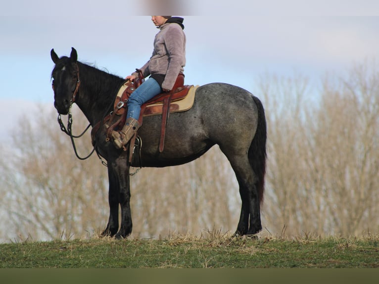 American Quarter Horse Mix Klacz 4 lat 152 cm Karodereszowata in Millersburg
