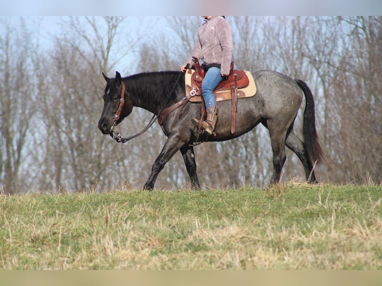 American Quarter Horse Mix Klacz 4 lat 152 cm Karodereszowata in Millersburg