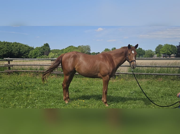 American Quarter Horse Klacz 4 lat 152 cm Kasztanowata in Kranenburg
