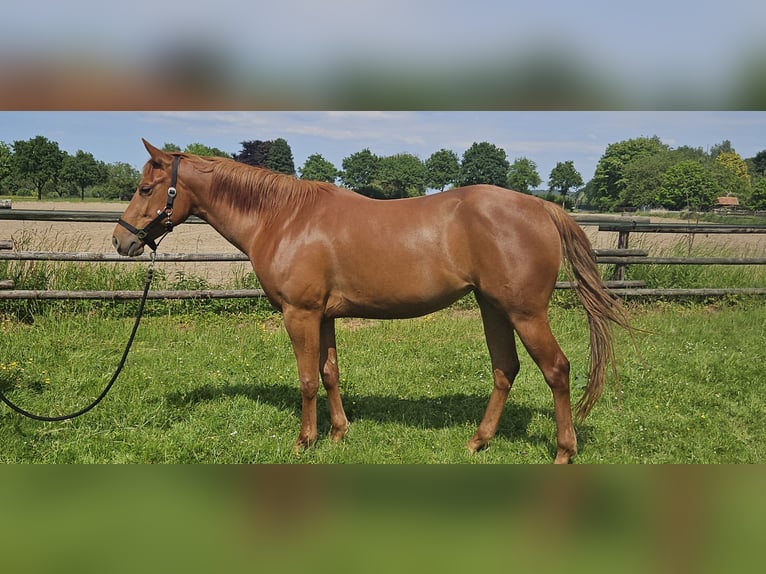 American Quarter Horse Klacz 4 lat 152 cm Kasztanowata in Kranenburg