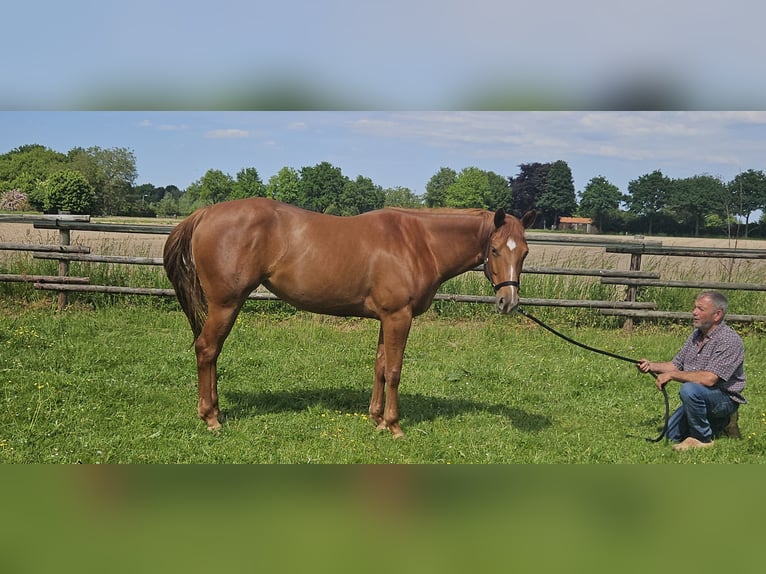American Quarter Horse Klacz 4 lat 152 cm Kasztanowata in Kranenburg