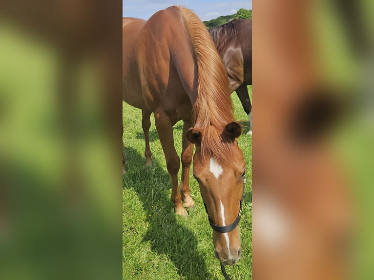 American Quarter Horse Klacz 4 lat 152 cm Kasztanowata in Kranenburg