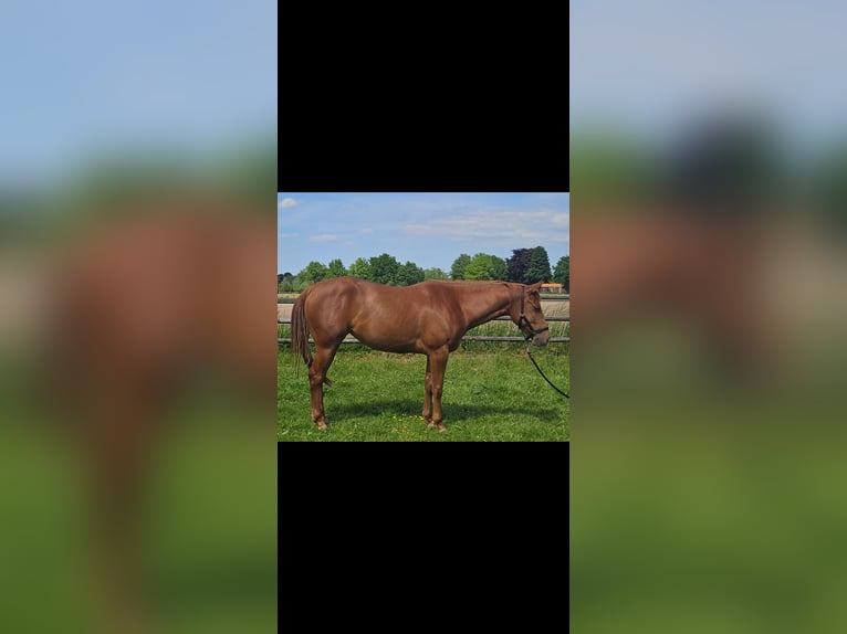 American Quarter Horse Klacz 4 lat 152 cm Kasztanowata in Kranenburg