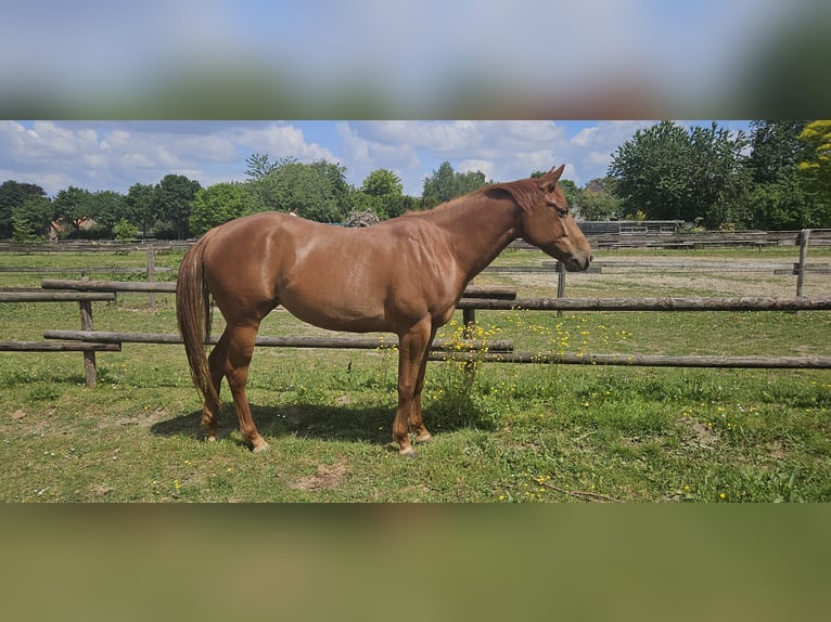 American Quarter Horse Klacz 4 lat 152 cm Kasztanowata in Kranenburg