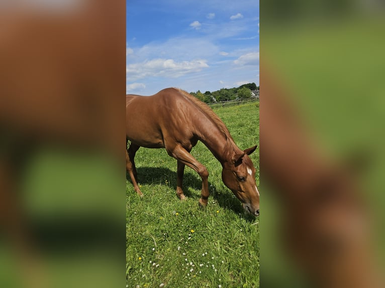 American Quarter Horse Klacz 4 lat 152 cm Kasztanowata in Kranenburg