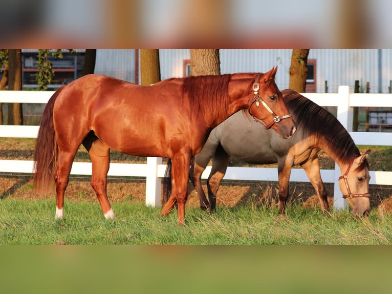 American Quarter Horse Klacz 4 lat 152 cm Kasztanowata in Oberhausen