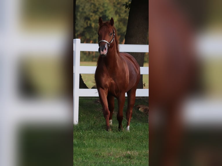American Quarter Horse Klacz 4 lat 152 cm Kasztanowata in Oberhausen