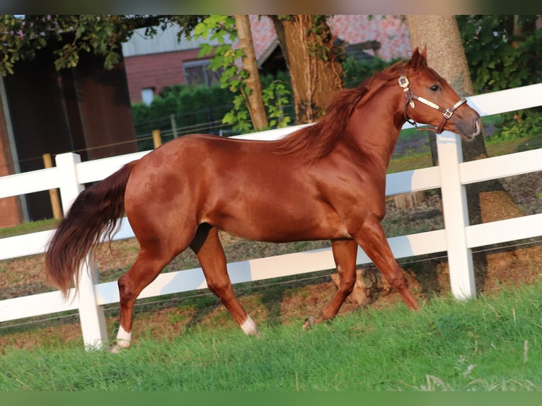 American Quarter Horse Klacz 4 lat 152 cm Kasztanowata in Oberhausen