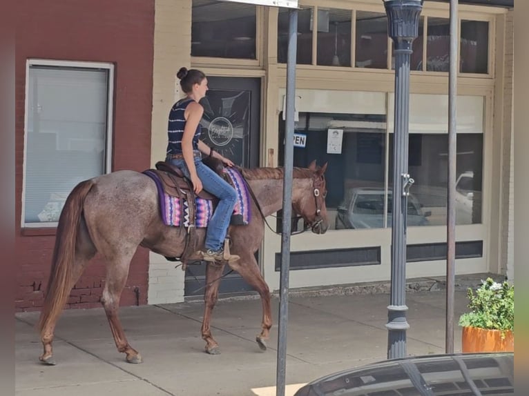 American Quarter Horse Klacz 4 lat 152 cm Kasztanowatodereszowata in Robards, KY