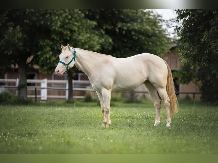 American Quarter Horse Klacz 4 lat 152 cm Perlino in Weikersdorf am Steinfelde