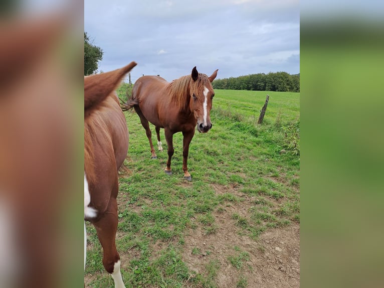 American Quarter Horse Klacz 4 lat 153 cm Ciemnokasztanowata in Enspel