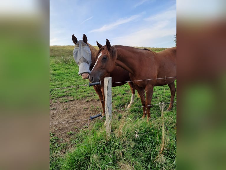 American Quarter Horse Klacz 4 lat 153 cm Ciemnokasztanowata in Enspel