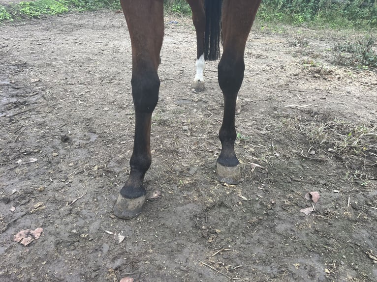 American Quarter Horse Klacz 4 lat 153 cm Gniada in GangeltGangelt