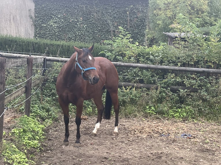 American Quarter Horse Klacz 4 lat 153 cm Gniada in GangeltGangelt