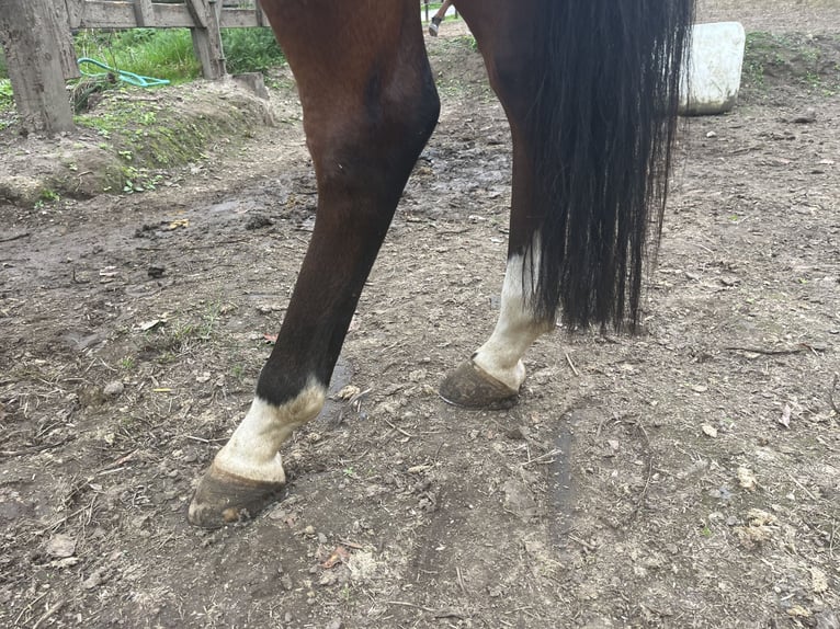 American Quarter Horse Klacz 4 lat 153 cm Gniada in GangeltGangelt