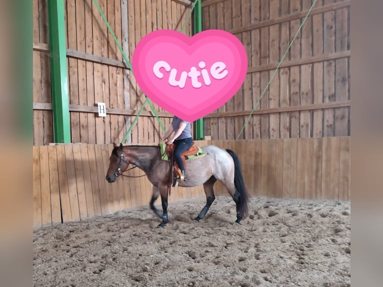 American Quarter Horse Klacz 4 lat 153 cm Gniadodereszowata in Freystadt