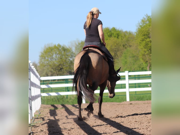 American Quarter Horse Mix Klacz 4 lat 153 cm Jelenia in Oberhausen