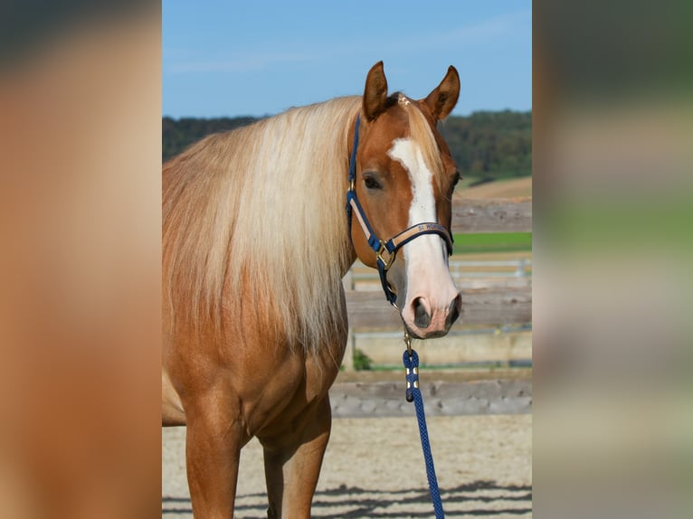 American Quarter Horse Klacz 4 lat 154 cm Bułana in Duingen