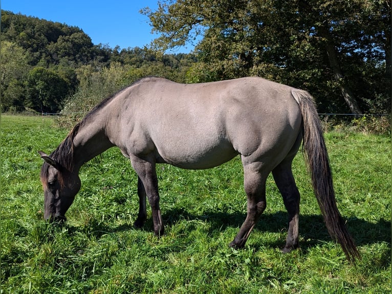 American Quarter Horse Klacz 4 lat 154 cm Grullo in Esteil