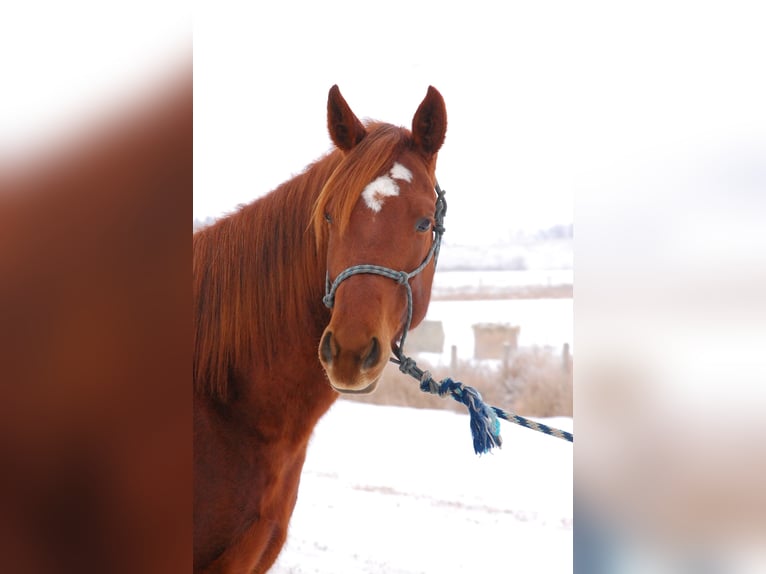 American Quarter Horse Klacz 4 lat 155 cm Ciemnokasztanowata in Hinton, AB