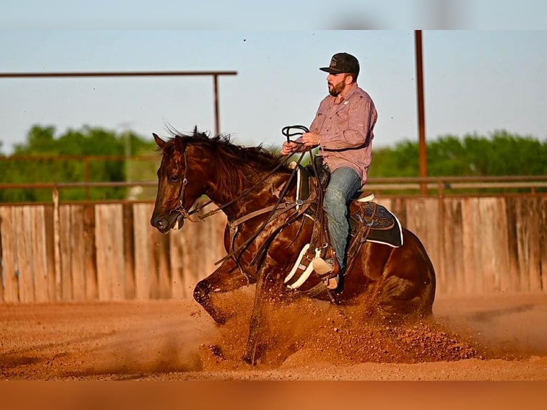 American Quarter Horse Klacz 4 lat 155 cm Cisawa in Waco