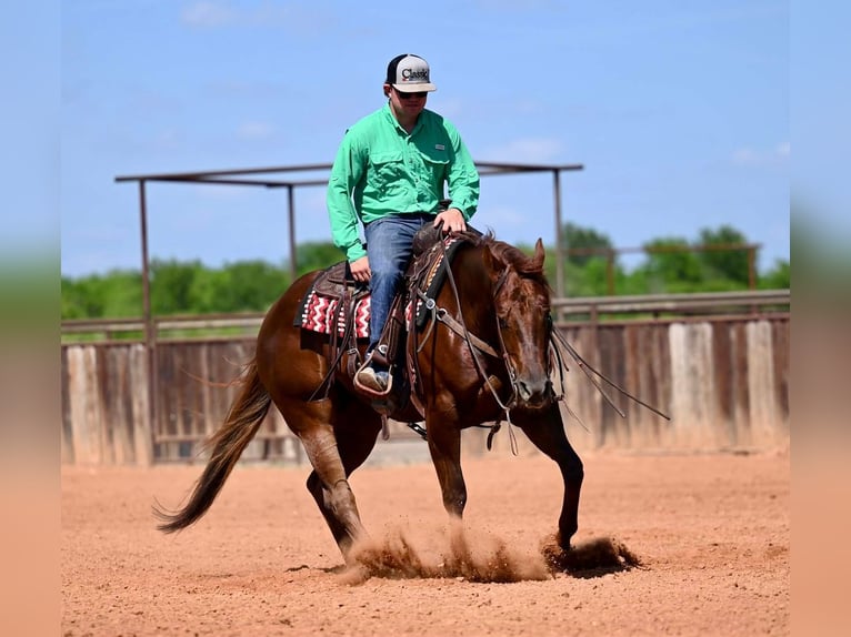 American Quarter Horse Klacz 4 lat 155 cm Cisawa in Waco