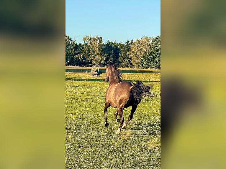 American Quarter Horse Klacz 4 lat 155 cm Grullo in J&#xFC;terbog