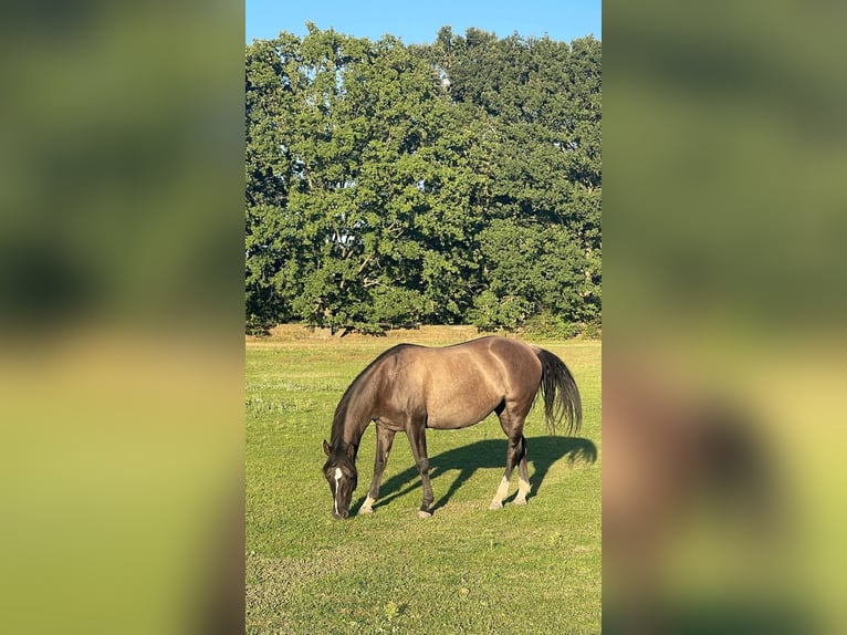 American Quarter Horse Klacz 4 lat 155 cm Grullo in J&#xFC;terbog