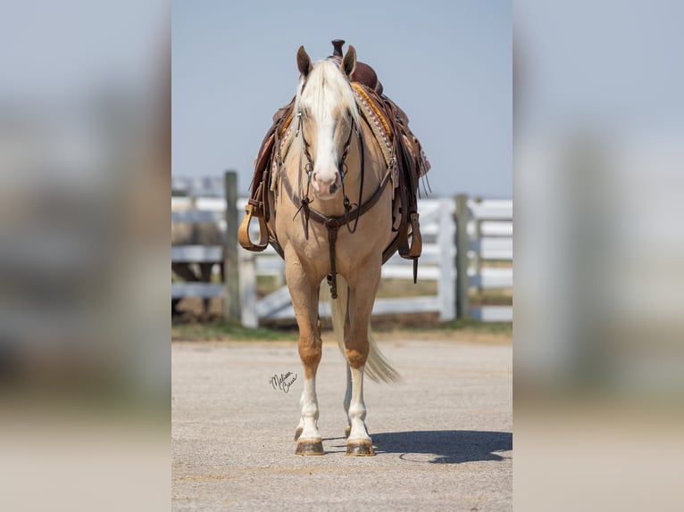 American Quarter Horse Klacz 4 lat 155 cm Izabelowata in Plainview