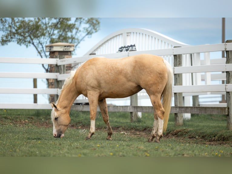 American Quarter Horse Klacz 4 lat 155 cm Izabelowata in Plainview