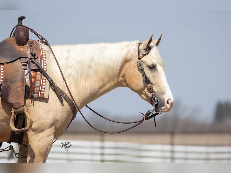 American Quarter Horse Klacz 4 lat 155 cm Izabelowata in Plainview