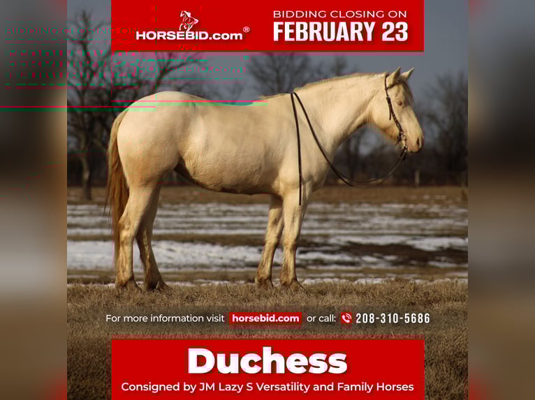 American Quarter Horse Mix Klacz 4 lat 155 cm Perlino in Baxter Springs