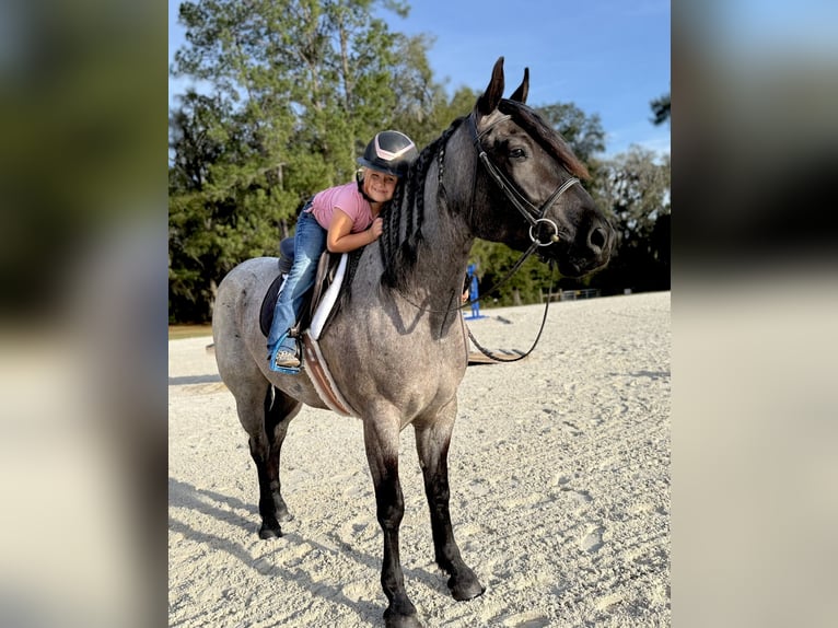 American Quarter Horse Mix Klacz 4 lat 157 cm Karodereszowata in Ocala