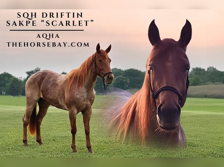 American Quarter Horse Klacz 4 lat 157 cm Kasztanowatodereszowata in New Haven, KY