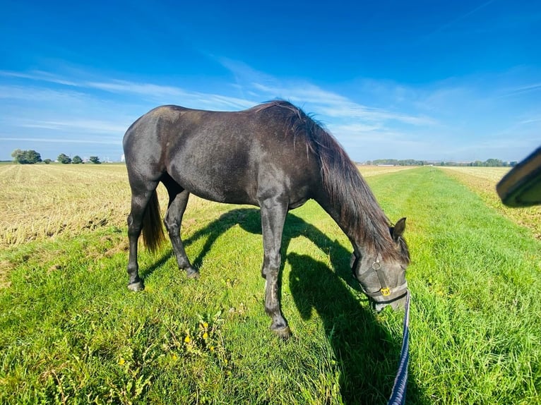 American Quarter Horse Klacz 4 lat 160 cm Ciemnogniada in Düren